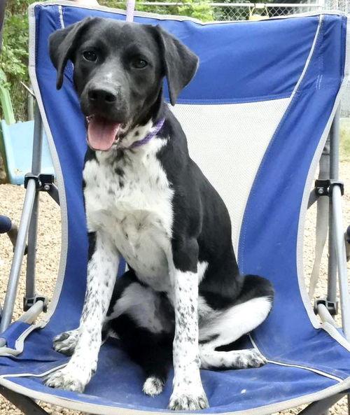 Enlarge Clyde, an adopted mixed breed in Anniston, AL image 5/5