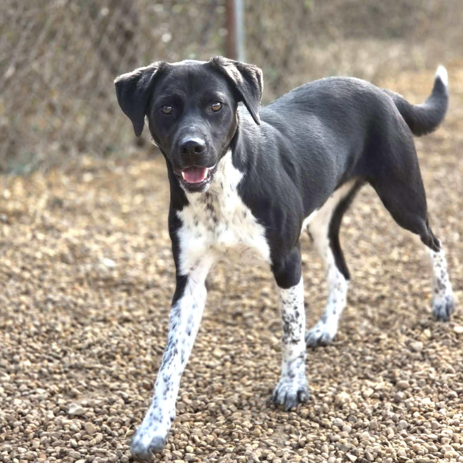 Enlarge Clyde, an adopted mixed breed in Anniston, AL image 3/5