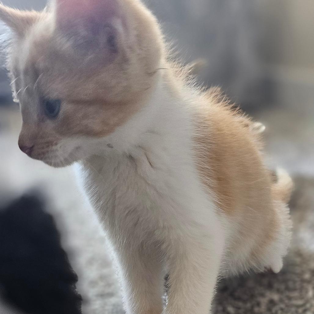 Dream — thumbnail 2