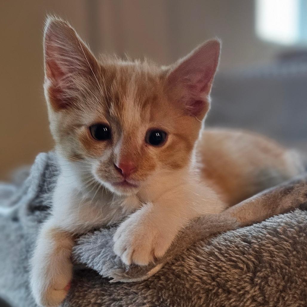 Dream — thumbnail 3