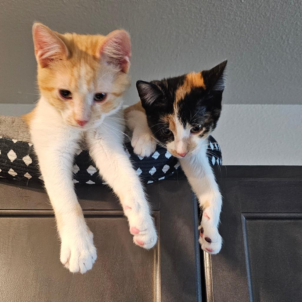 Dream — thumbnail 4