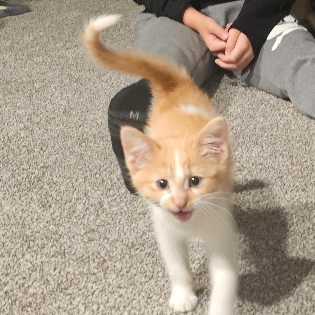 Dream — thumbnail 5