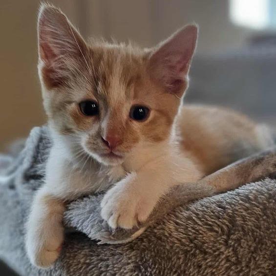 Dream — thumbnail 6