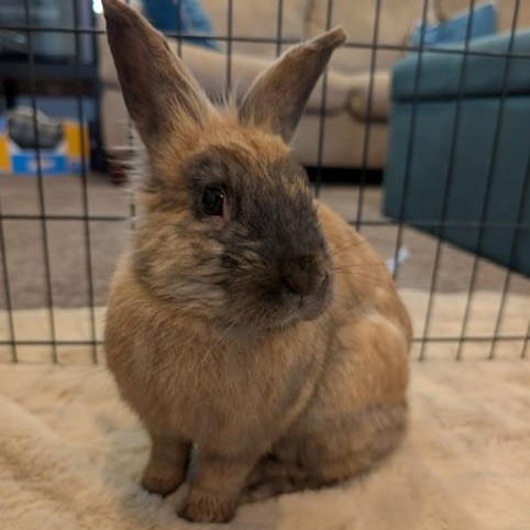 Enlarge Mercutio, a ADOPTABLE Lionhead in Salt Lake City, UT image 2/4