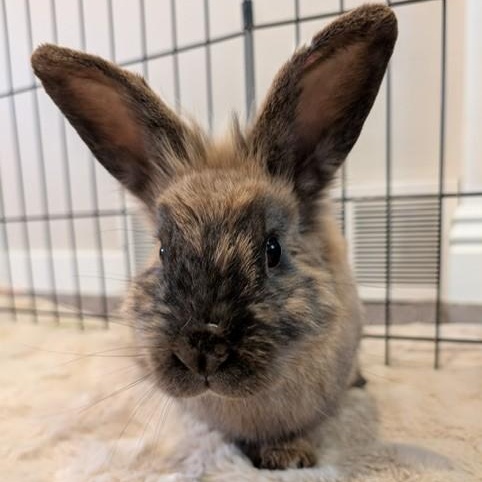 Enlarge Mercutio, a ADOPTABLE Lionhead in Salt Lake City, UT image 1/4