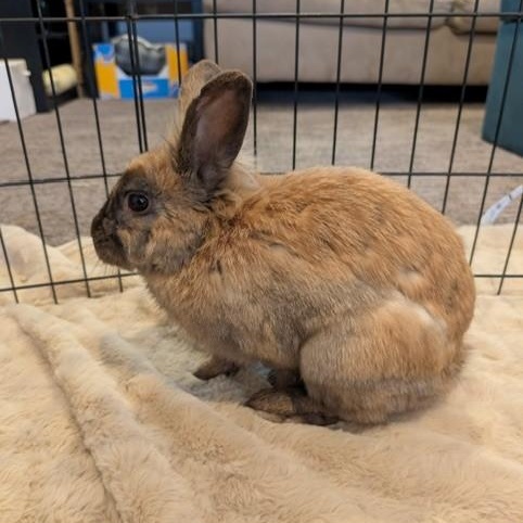 Enlarge Mercutio, a ADOPTABLE Lionhead in Salt Lake City, UT image 3/4