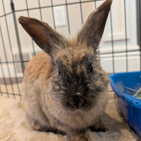 Enlarge Mercutio, a ADOPTABLE Lionhead in Salt Lake City, UT image 4/4