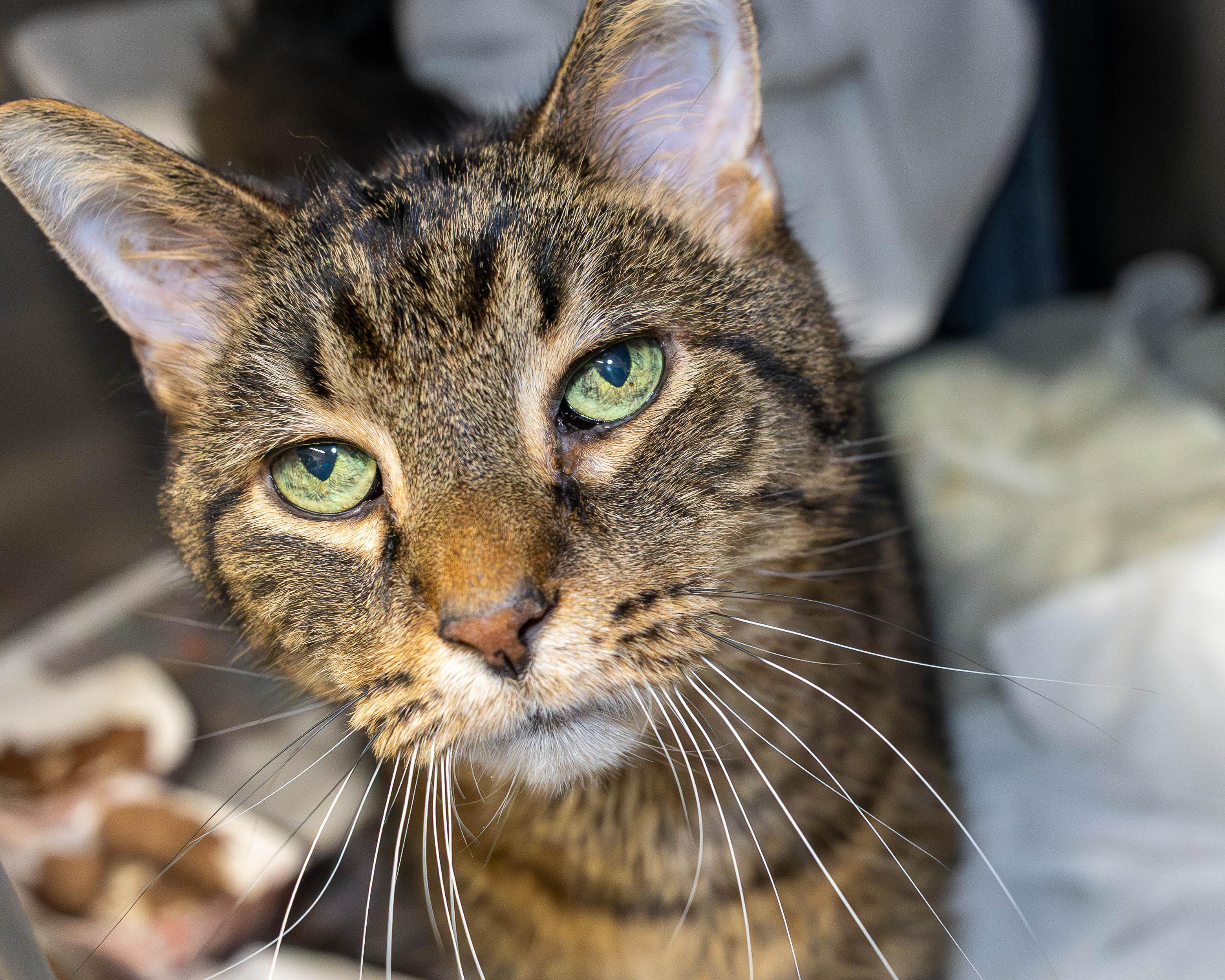 Rodrigo, a ADOPTABLE Domestic Short Hair in Chicago, IL image 2/4