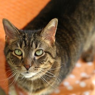 Enlarge Rodrigo, a ADOPTABLE mixed breed in Chicago, IL image 5/6