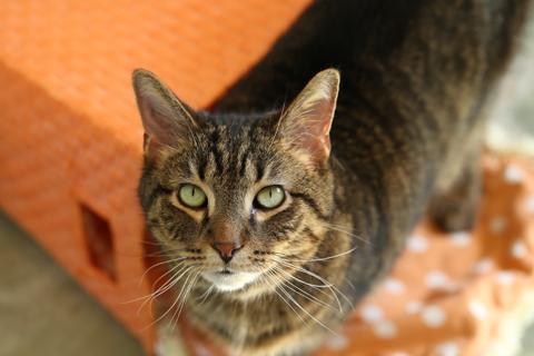 Rodrigo, a ADOPTABLE Domestic Short Hair in Chicago, IL image 4/4