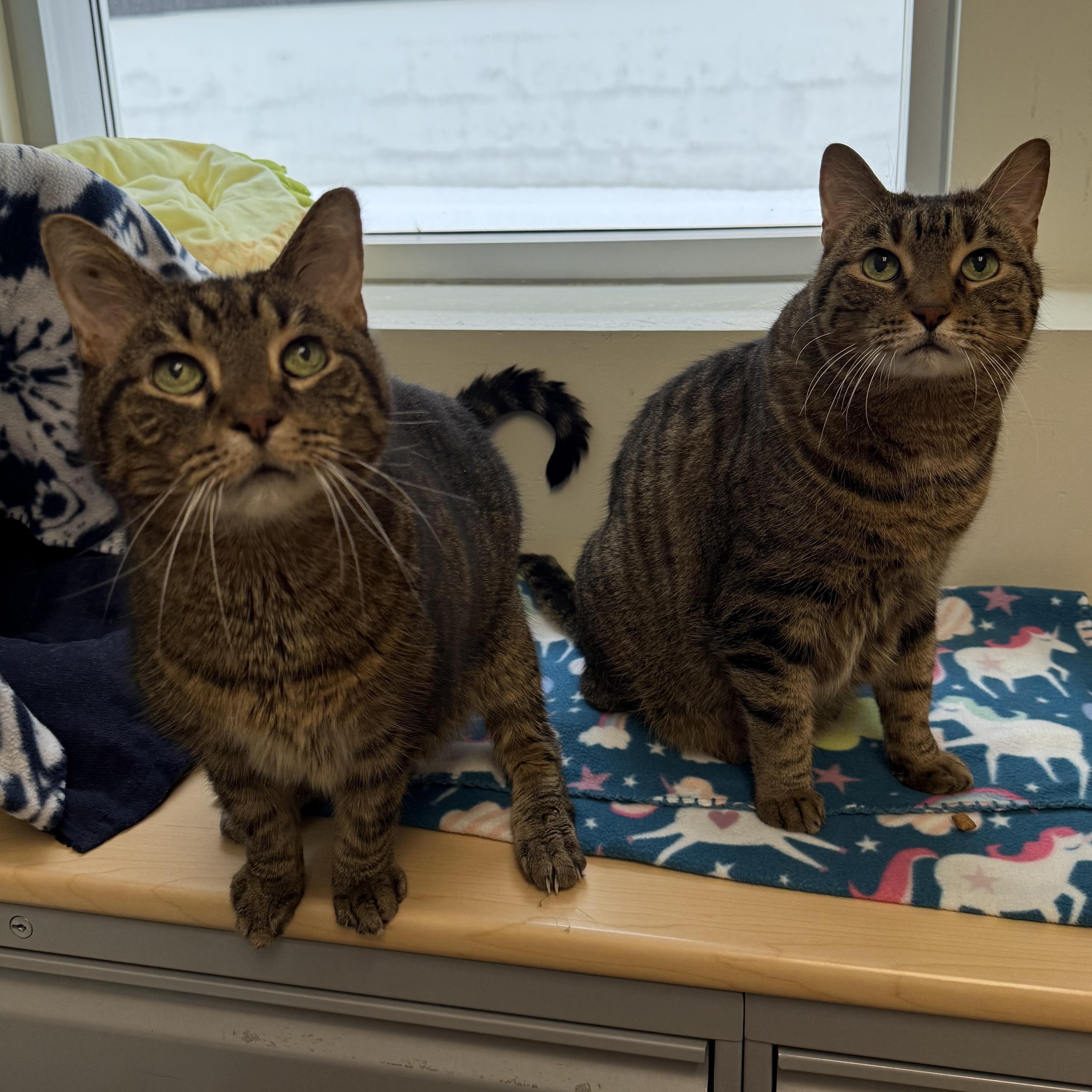 Enlarge Rodrigo, a ADOPTABLE mixed breed in Chicago, IL image 3/6