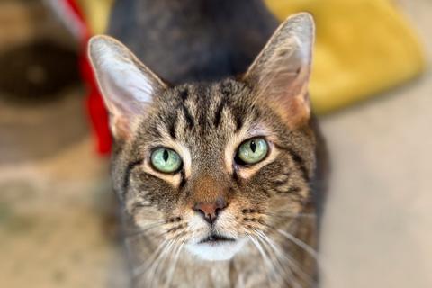 Rodrigo, a ADOPTABLE Domestic Short Hair in Chicago, IL image 1/4
