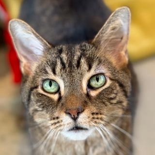 Enlarge Rodrigo, a ADOPTABLE mixed breed in Chicago, IL image 1/6