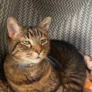 Enlarge Rodrigo, a ADOPTABLE mixed breed in Chicago, IL image 4/6