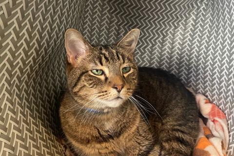 Rodrigo, a ADOPTABLE Domestic Short Hair in Chicago, IL image 3/4