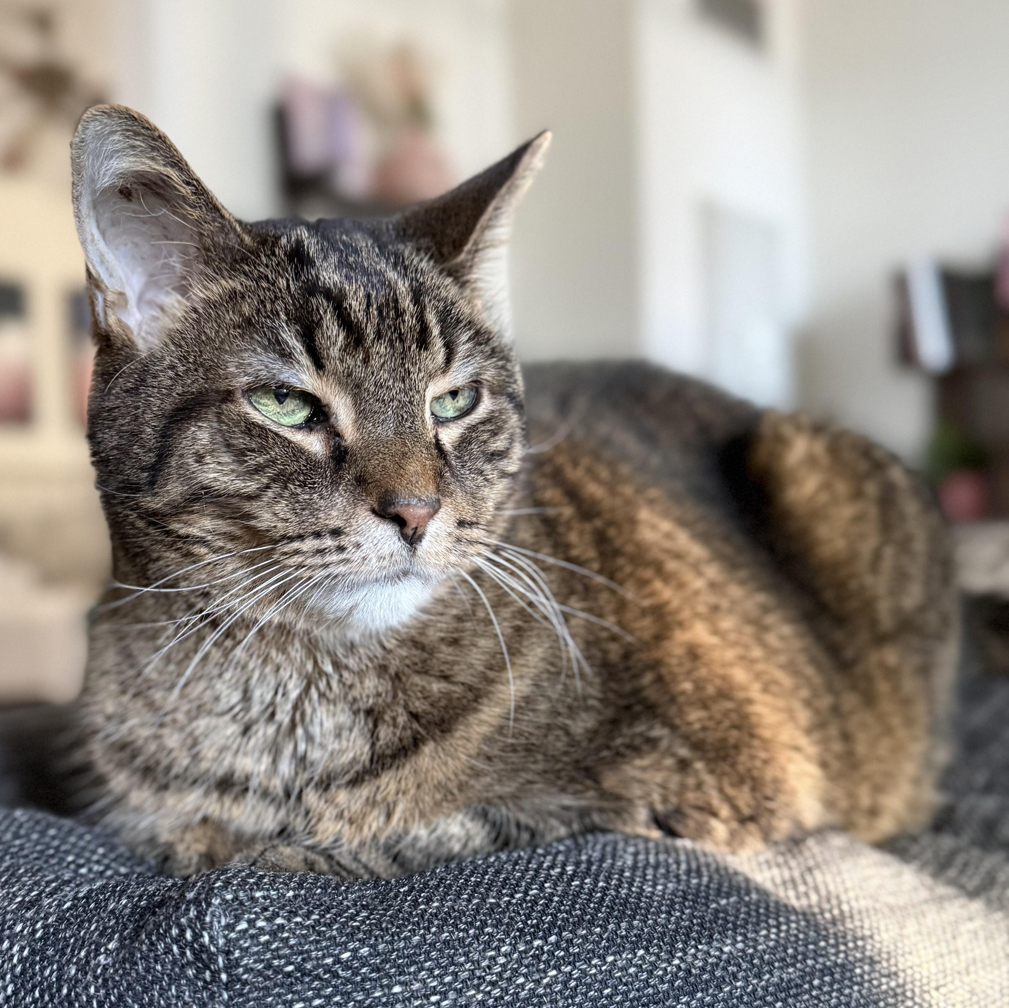 Enlarge Rodrigo, a ADOPTABLE mixed breed in Chicago, IL image 6/6