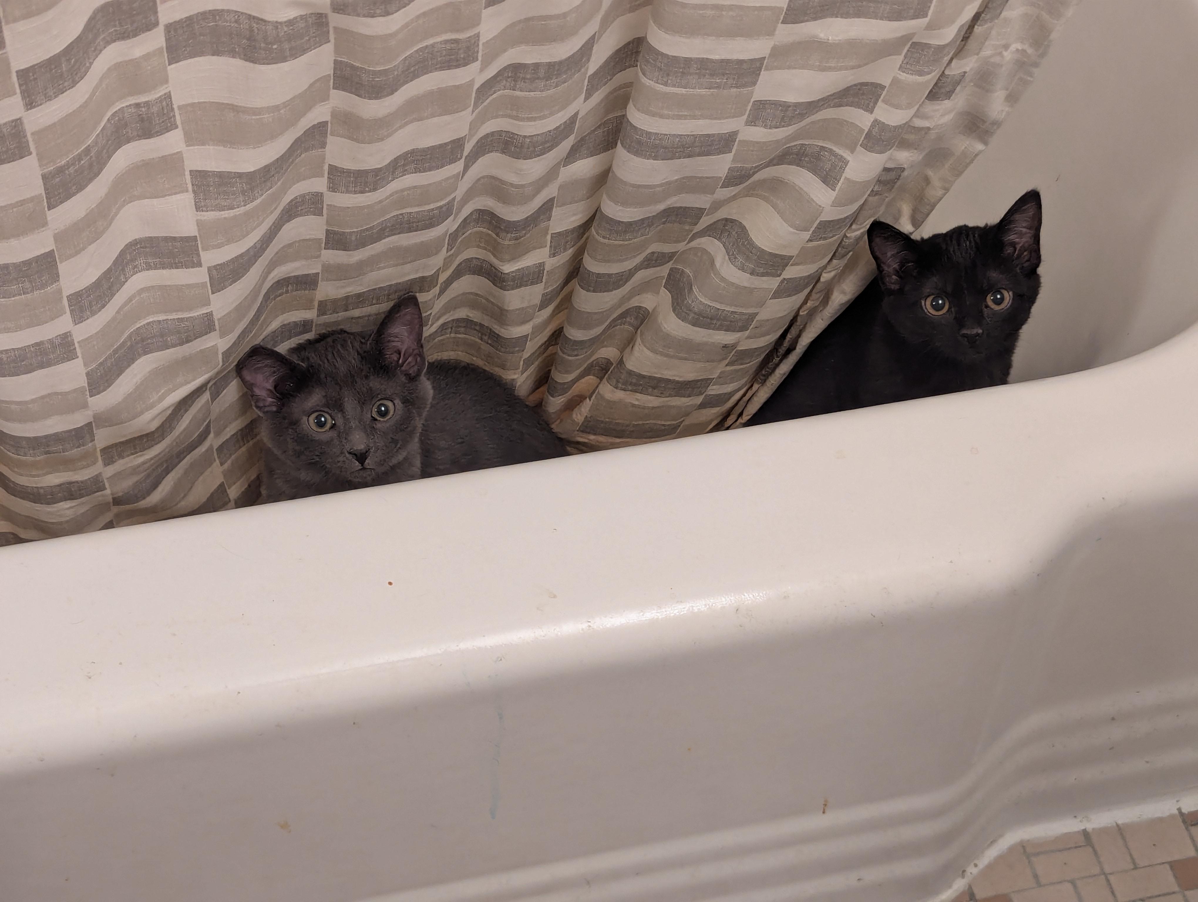 Dawson, an adopted Russian Blue in Midland, MI image 4/6