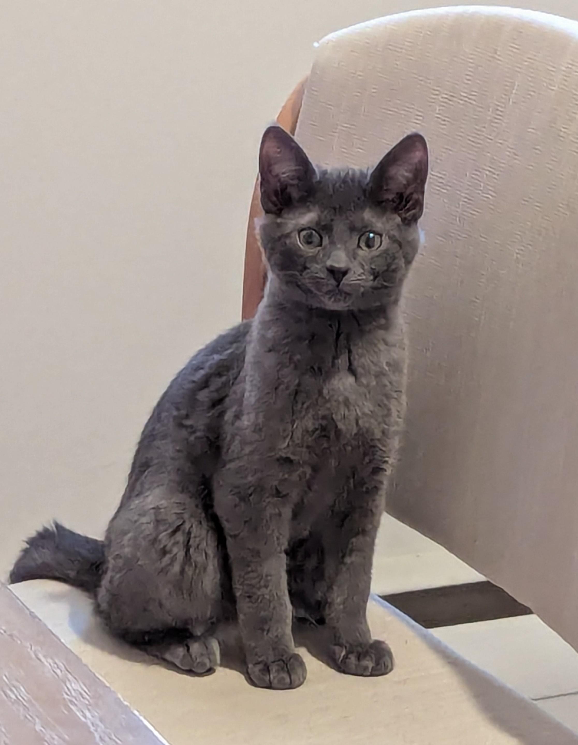 Dawson, adopted, Kitten Male Russian Blue.