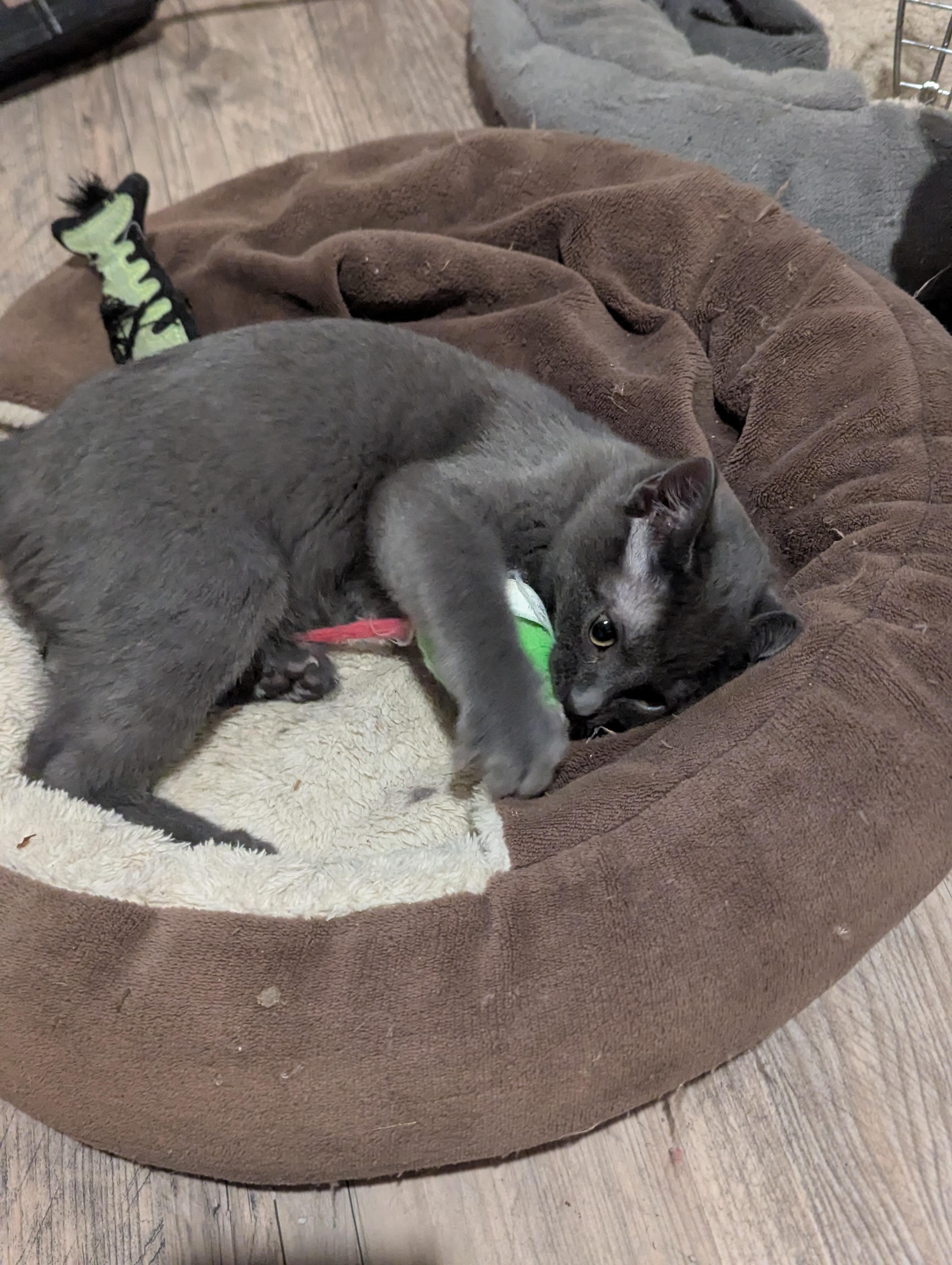 Dawson, an adopted Russian Blue in Midland, MI image 2/6