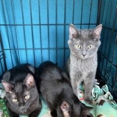 Dawson, an adopted Russian Blue in Midland, MI image 5/6