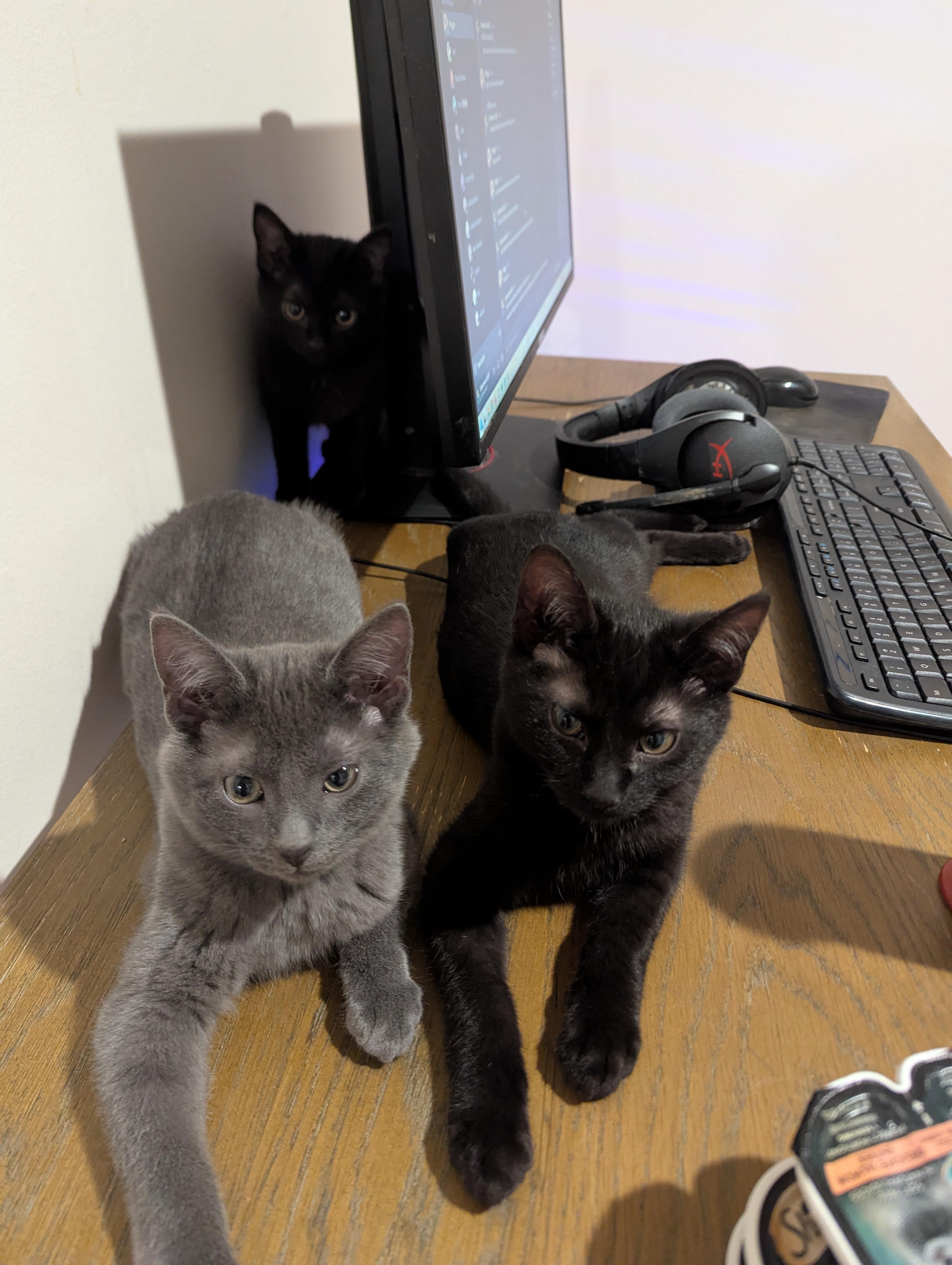 Dawson, an adopted Russian Blue in Midland, MI image 3/6