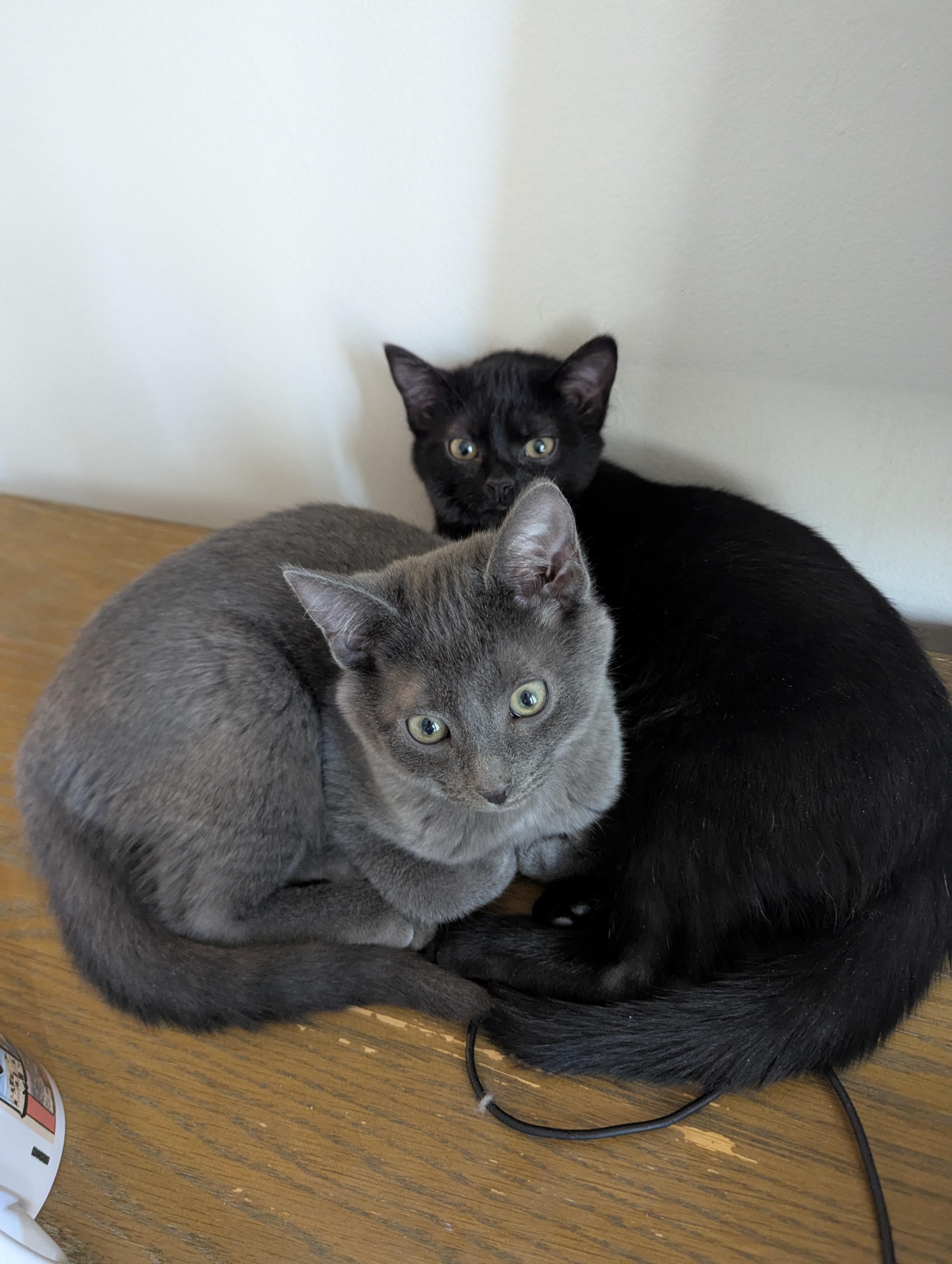 Dawson, an adopted Russian Blue in Midland, MI image 6/6