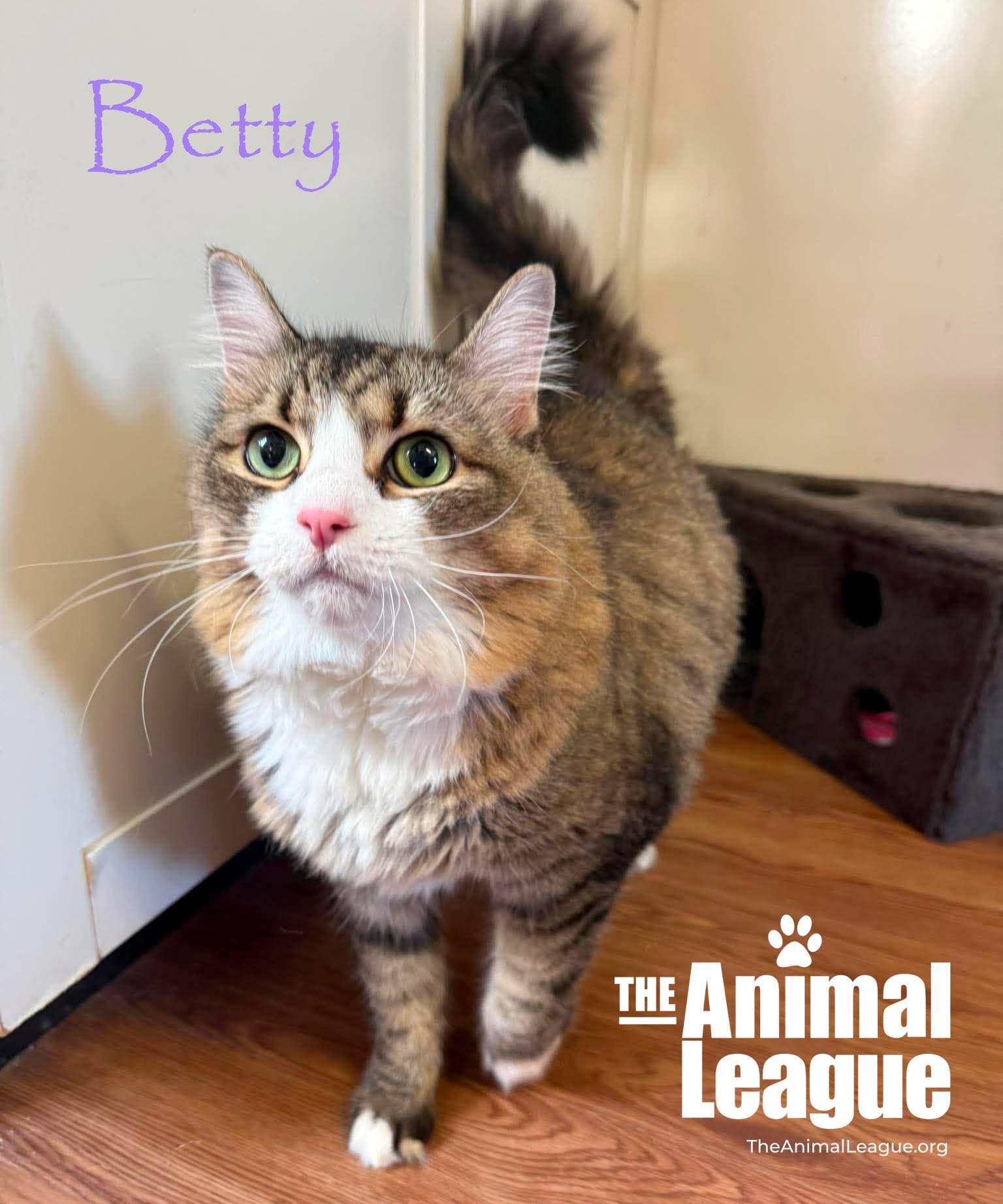 Enlarge Betty, a ADOPTABLE mixed breed in Groveland, FL image 2/4
