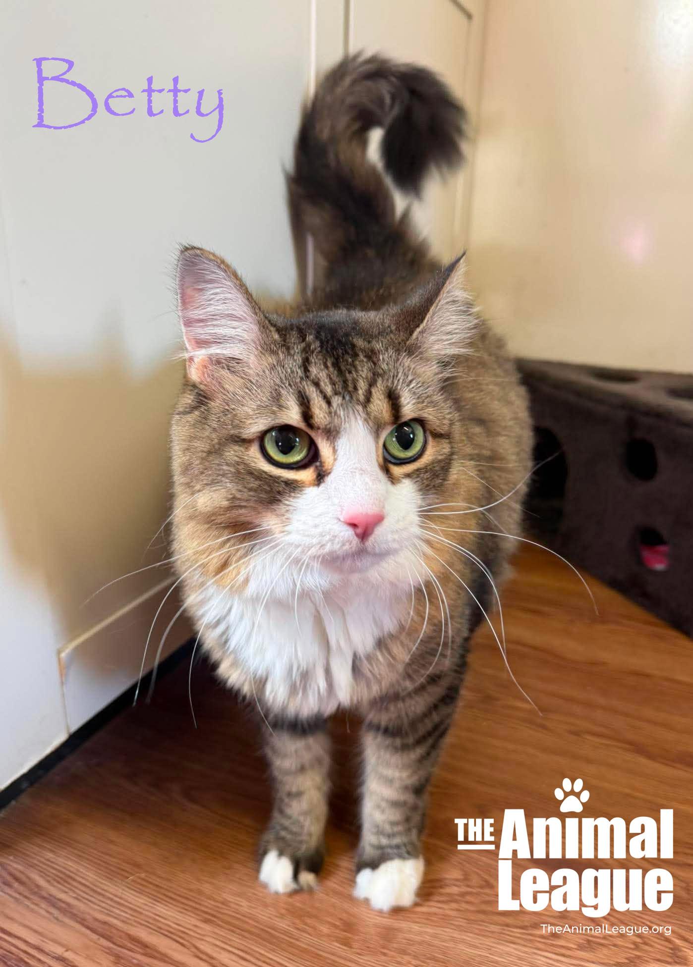Betty, ADOPTABLE, Senior Female Maine Coon & Domestic Long Hair.
