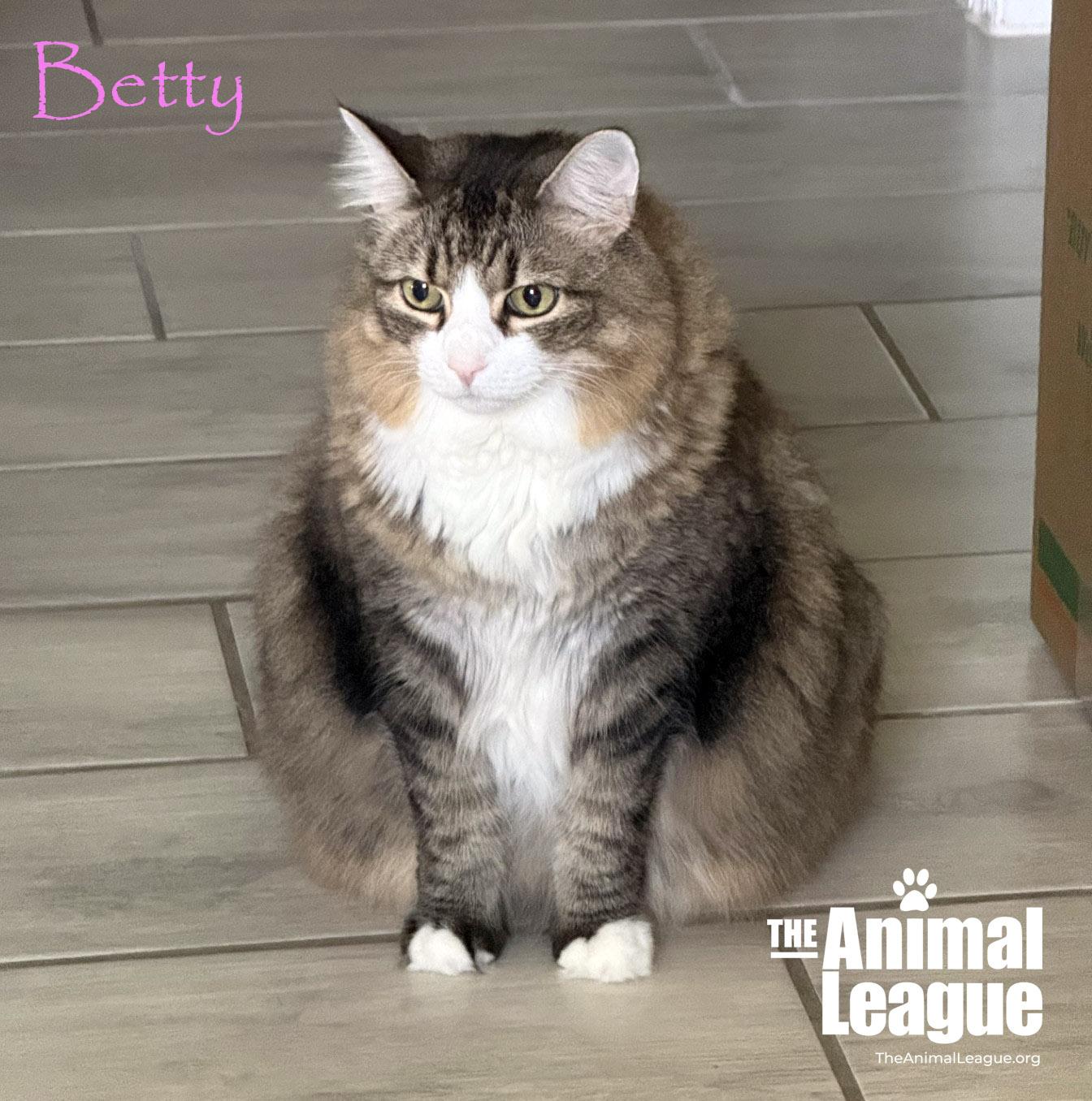 Enlarge Betty, a ADOPTABLE mixed breed in Groveland, FL image 4/4