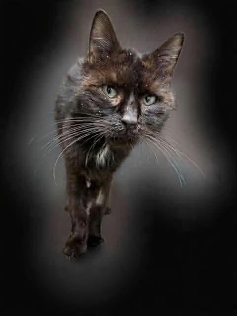 Stormy , ADOPTABLE, Young Female Domestic Short Hair.