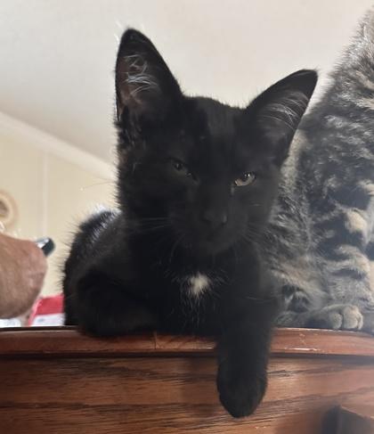 Salem, Adoptable, Kitten Female Domestic Short Hair & Domestic Short Hair.