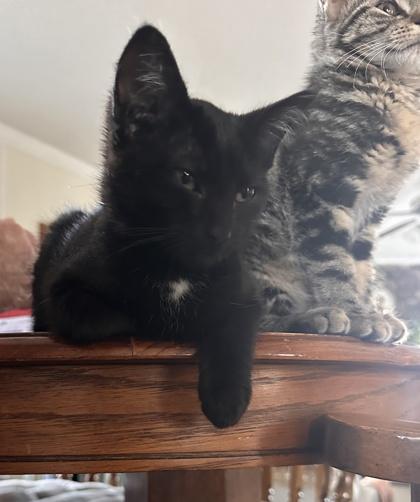 Salem, a Adoptable mixed breed in Wilkesboro, NC image 2/2