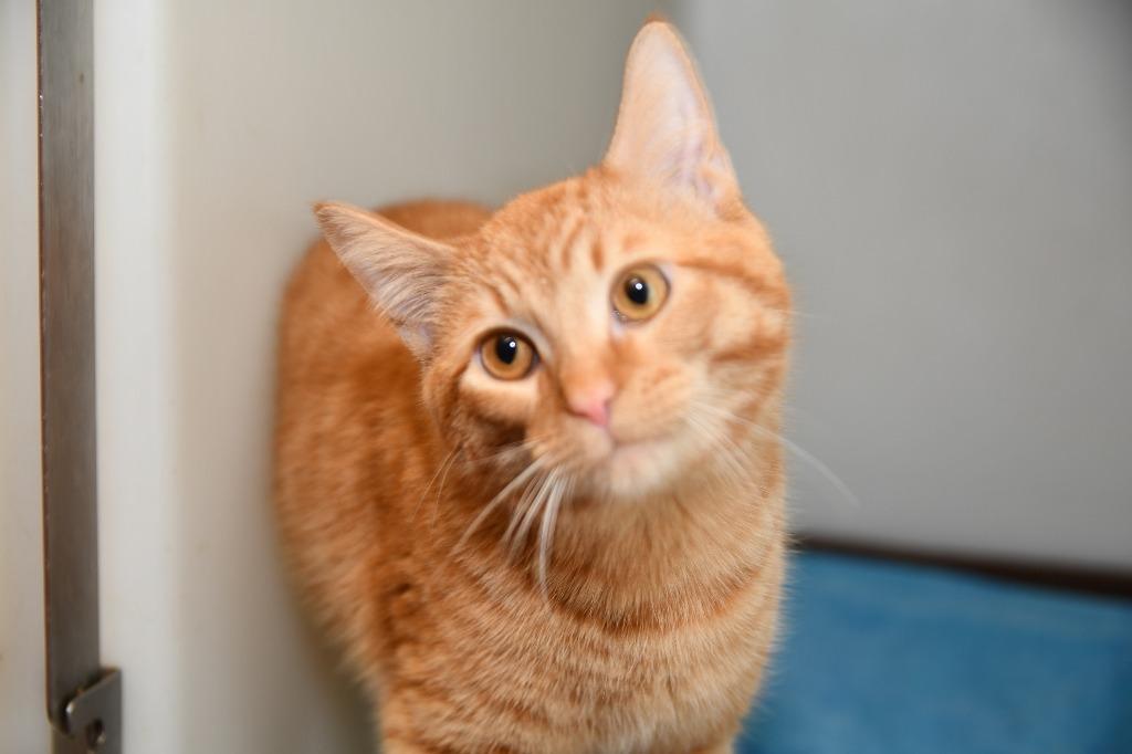Sunny, Adoptable, Kitten Male Domestic Short Hair.