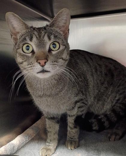 Enlarge Chestnut, a Adoptable mixed breed in New Albany, IN image 1/1