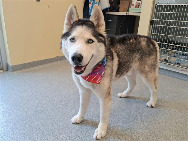 Enlarge BENJAMIN, a Adoptable Siberian Husky in Tustin, CA image 1/1