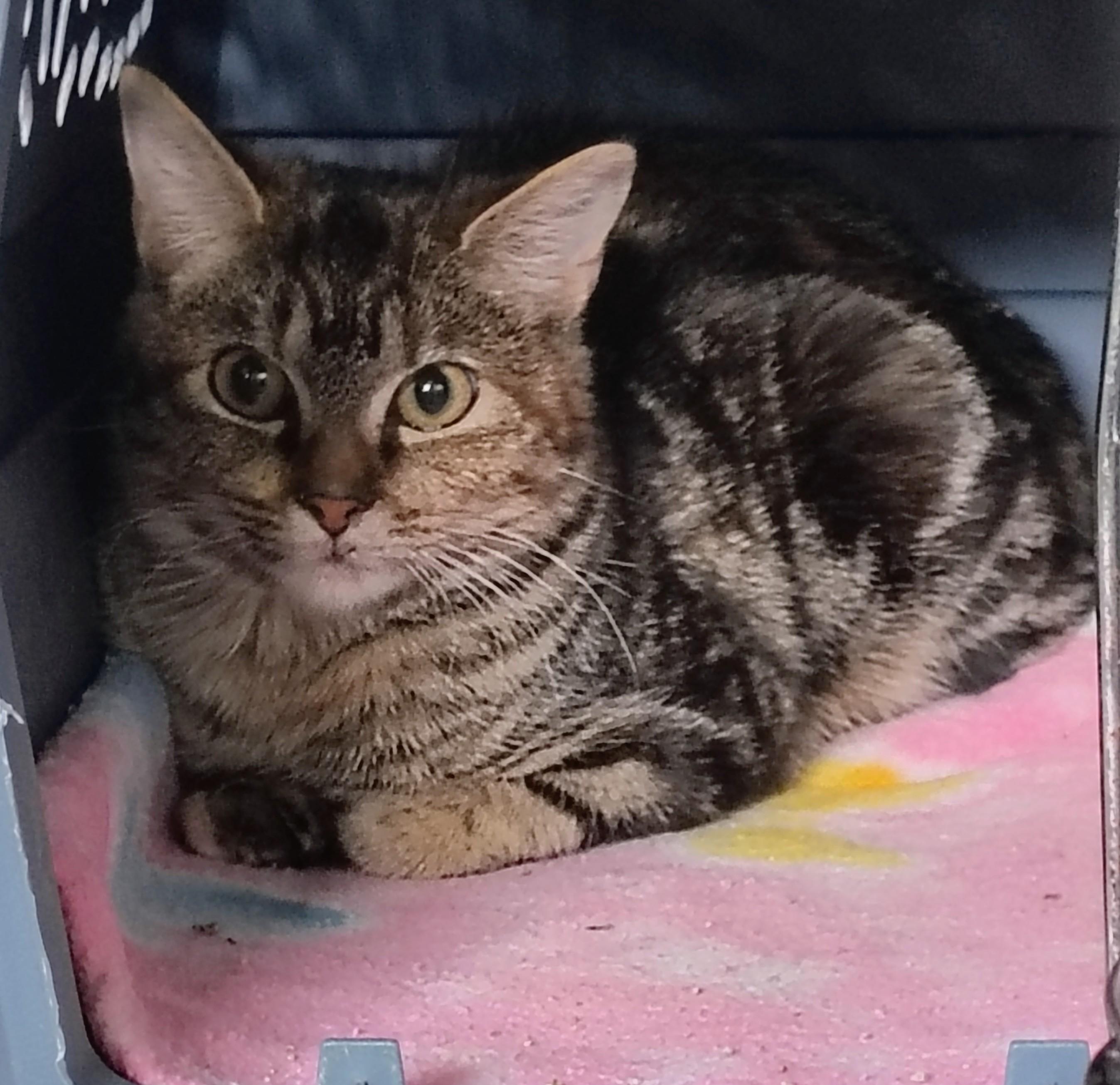 Enlarge Paisley, a ADOPTABLE Domestic Short Hair in Ontonagon, MI image 1/1