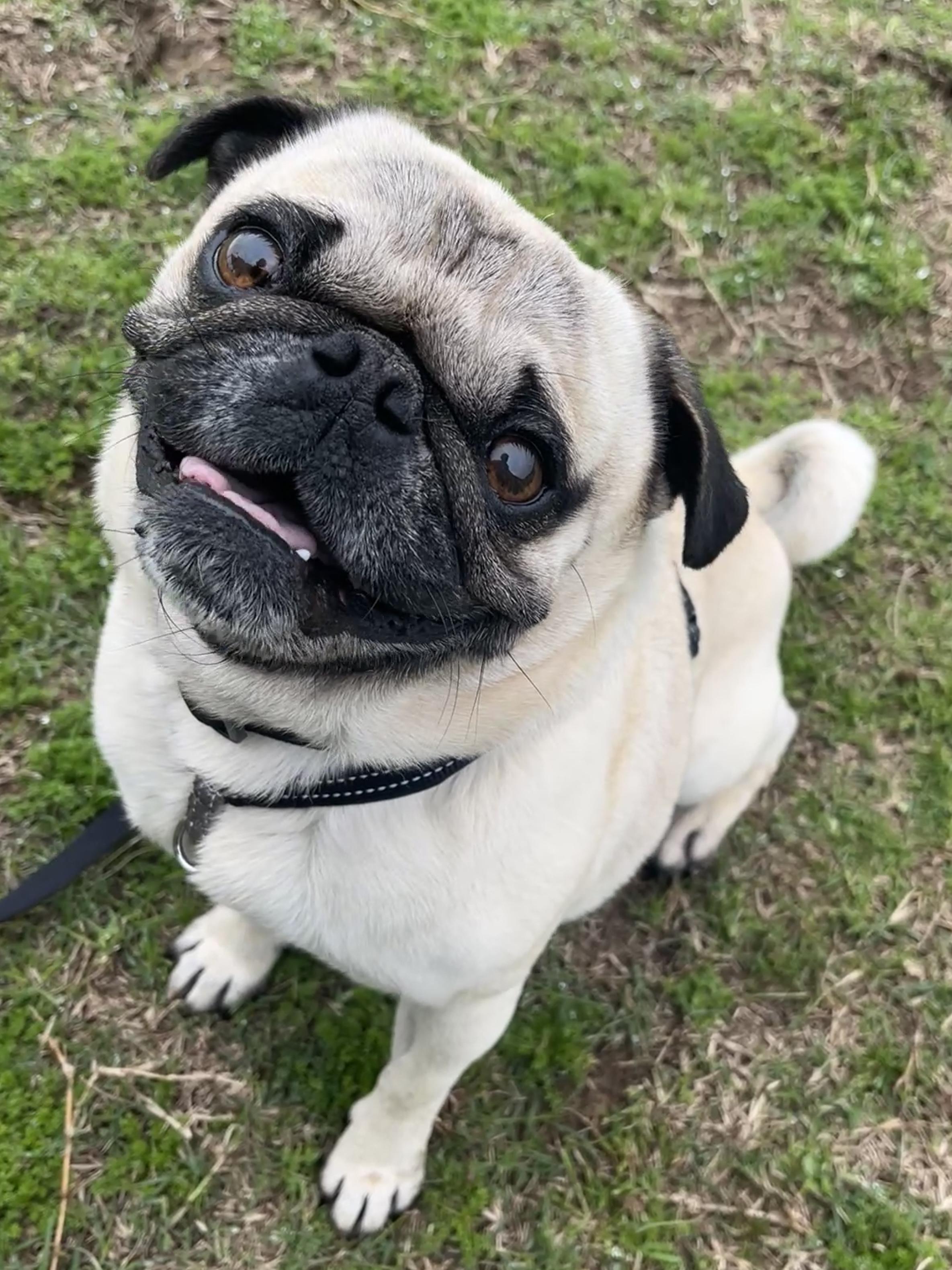 Dudley, Adopted, Adult Male Pug.