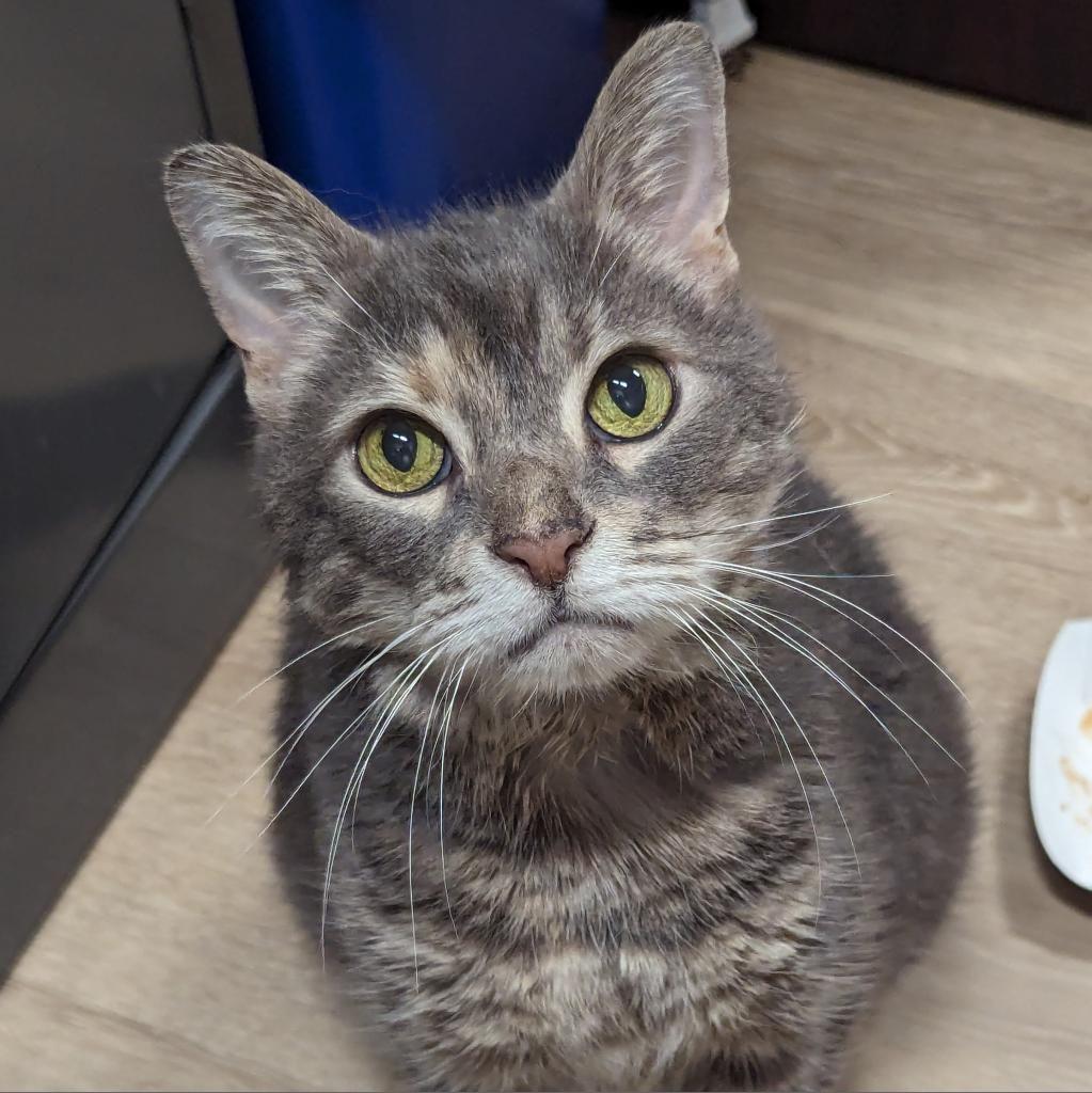 Seraphina, Adoptable, Senior Female Domestic Short Hair.