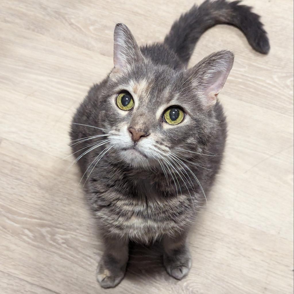 Enlarge Seraphina, a Adoptable Domestic Short Hair in New Castle, DE image 2/2