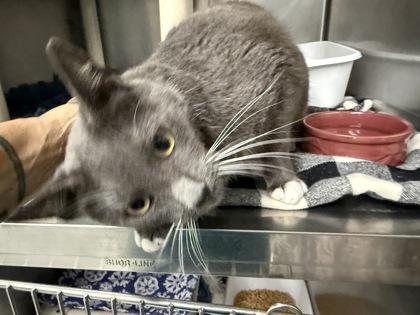 Archie, Adoptable, Adult Male Domestic Short Hair & Domestic Short Hair.