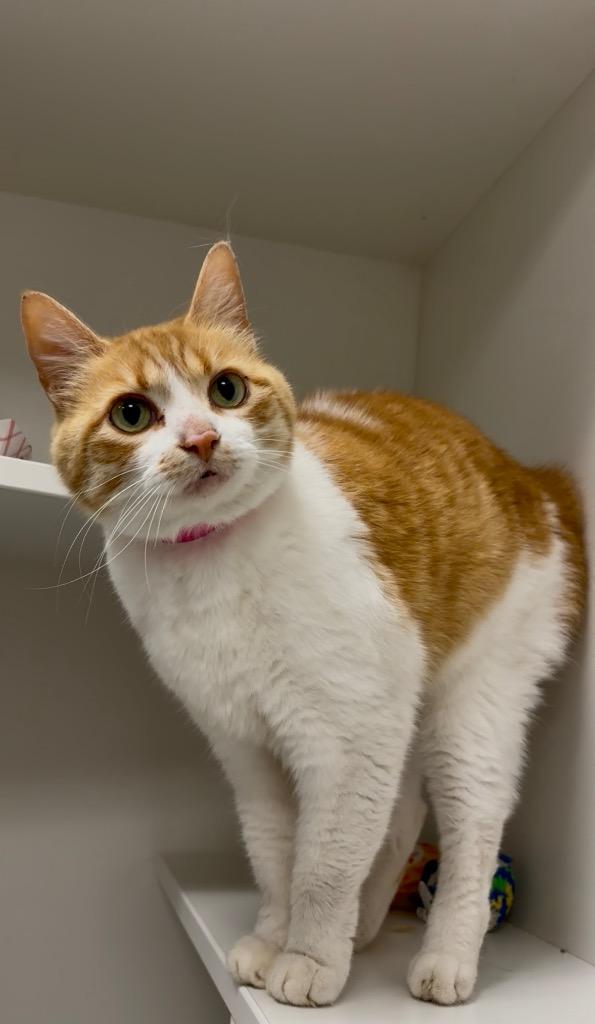 Barb, Adoptable, Adult Female Domestic Short Hair.