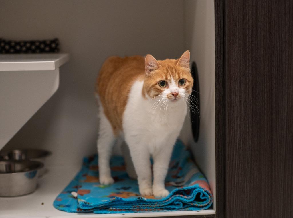 Enlarge Barb, a Adoptable Domestic Short Hair in Frankfort, KY image 1/2