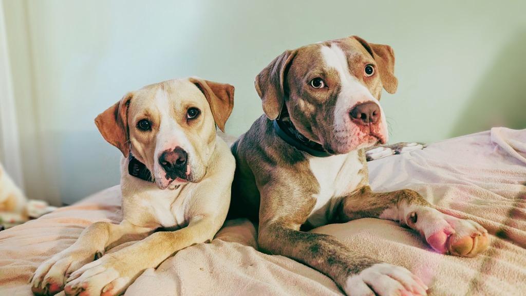 CC Grace, Adoptable, Young Female Pit Bull Terrier & Labrador Retriever.
