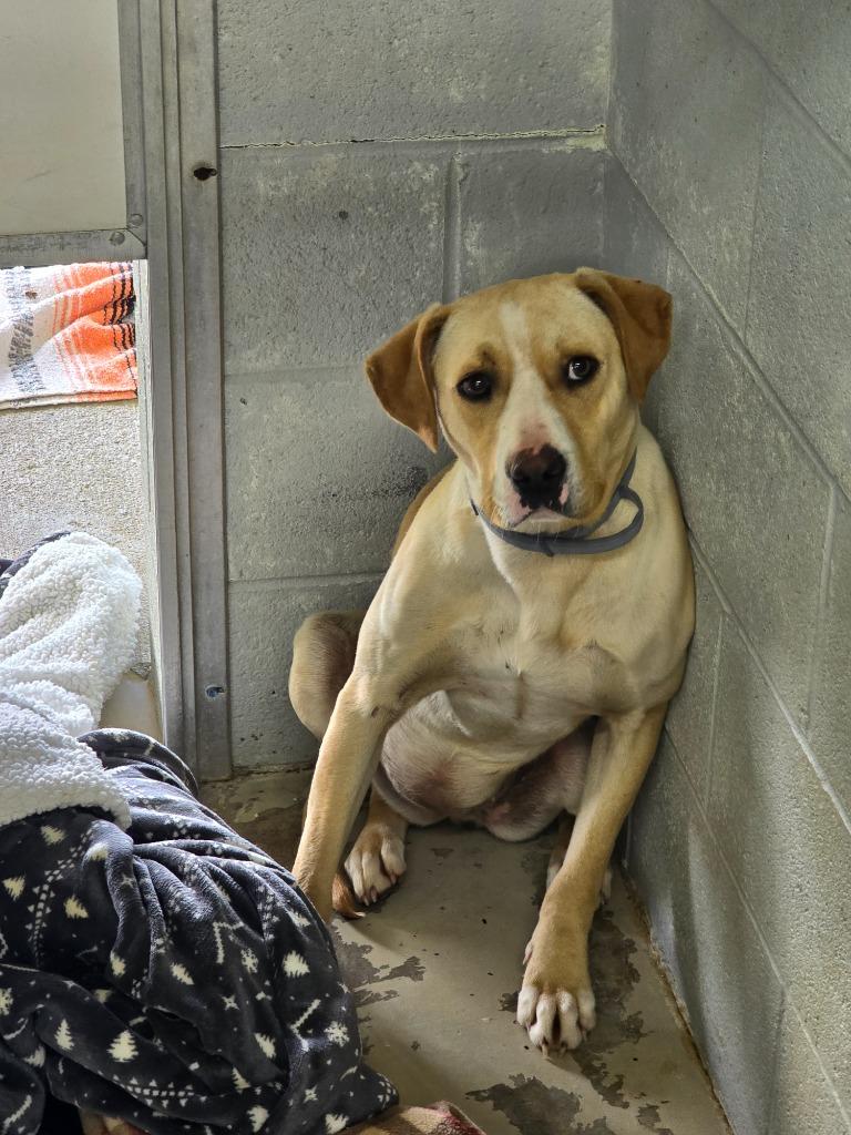 CC Grace, Adoptable, Young Female Pit Bull Terrier & Labrador Retriever.