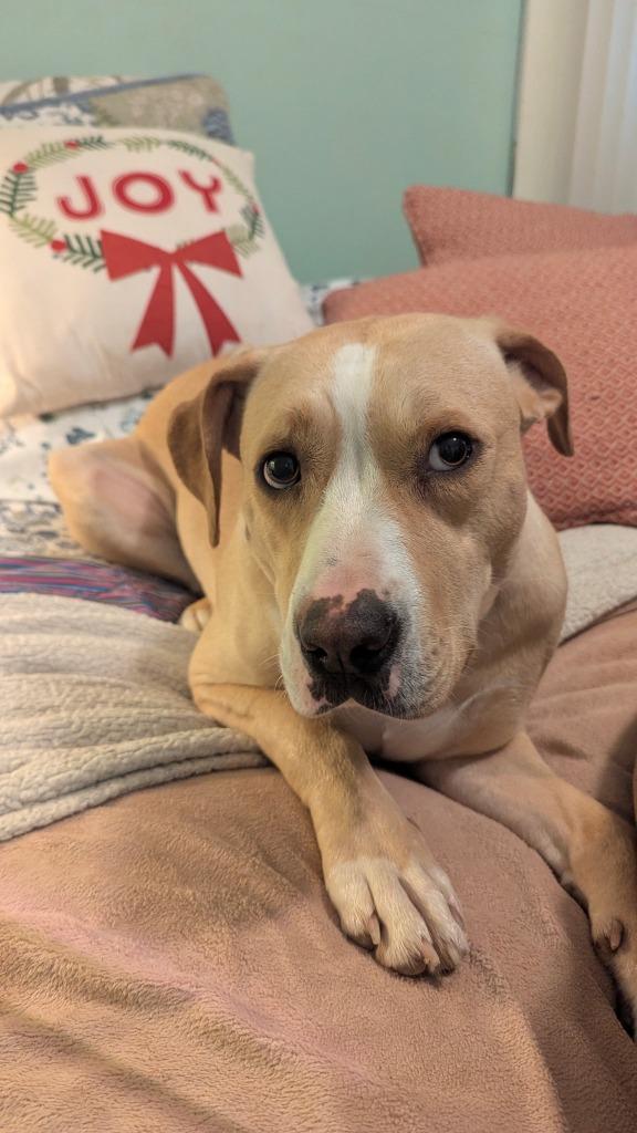 CC Grace, a Adoptable mixed breed in Camden, TN image 2/3