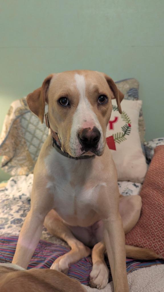 CC Grace, a Adoptable mixed breed in Camden, TN image 3/3