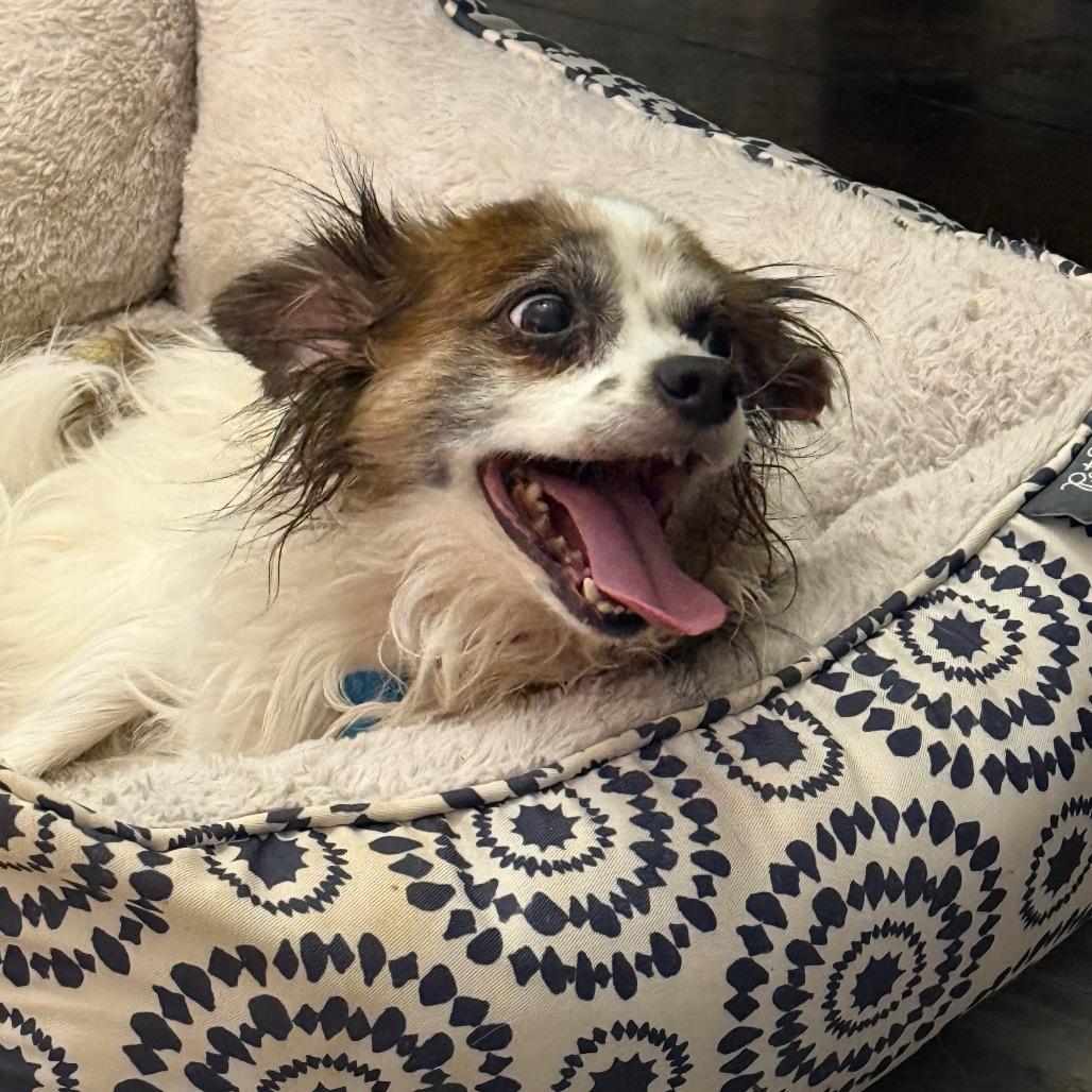 EINSTEIN - Spaniel / Mixed Breed for adoption in Birmingham