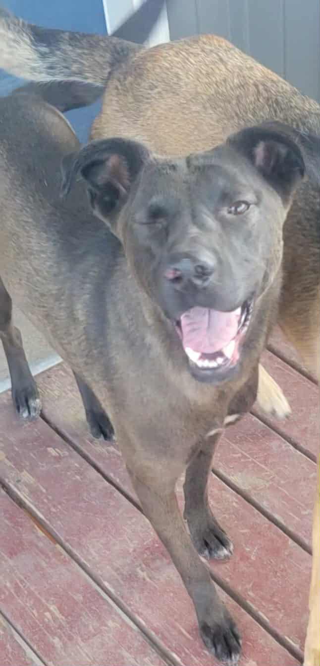 Enlarge Rosie, a ADOPTABLE mixed breed in Yakima, WA image 3/4