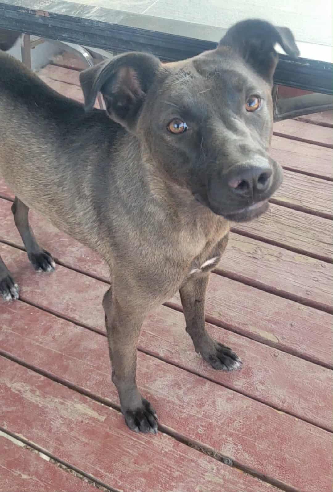 Enlarge Rosie, a ADOPTABLE mixed breed in Yakima, WA image 4/4