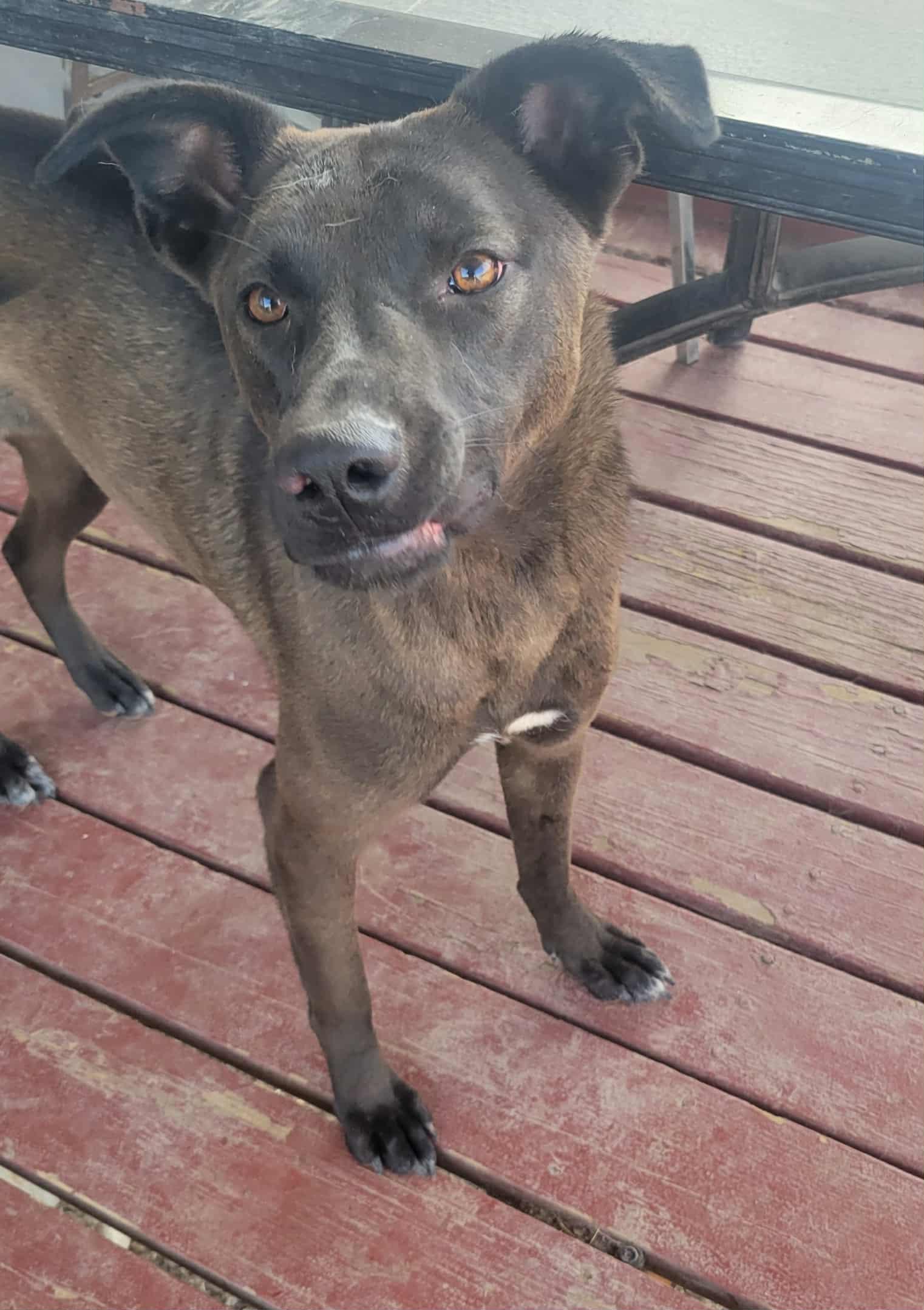 Enlarge Rosie, a ADOPTABLE mixed breed in Yakima, WA image 2/4